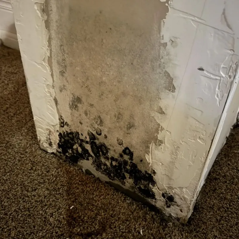 Professional Mold Removal in Dalton, PA